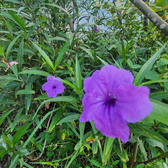7 Purple Flowering Mexican Petunia (Ruellia simplex) Unrooted Stem Cuttings x 3 - Picture 2 of 6
